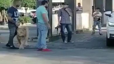 صورة شاهد بالفيديو….شاب يتجول وسط دمشق بصحبة لبوة مفترسة