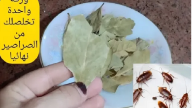 صورة طريقة مذهله وفعالة 100% للتخلص من“النمل والناموس والصراصير“في دقيقة واحدة وبدون مواد كيميائية