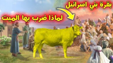 صورة قصة سيدنا موسى عليه السلام والبقرة الصفراء الفاقع لونها