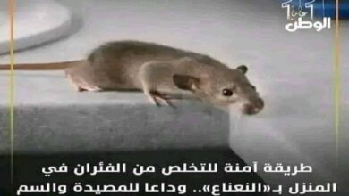 صورة طريقة آمنة للتخـلص من الفئران في المنزل بـ«النعناع».. وداعا للمصيدة والسم